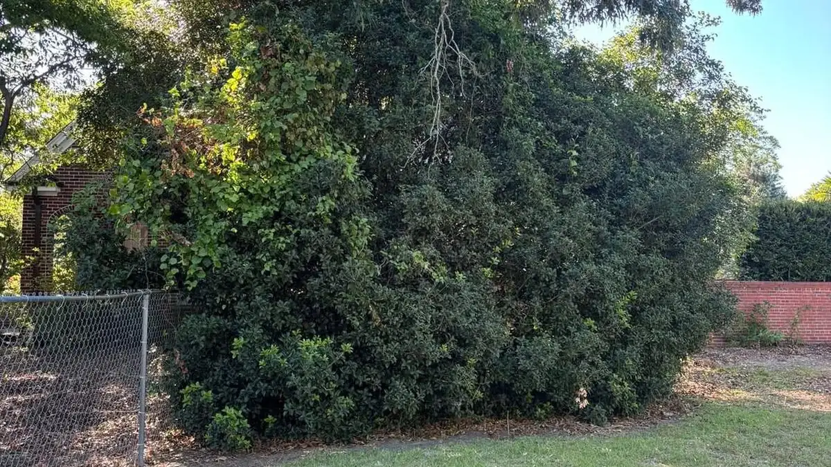 When (and How Often) to Bush Hog Your Property