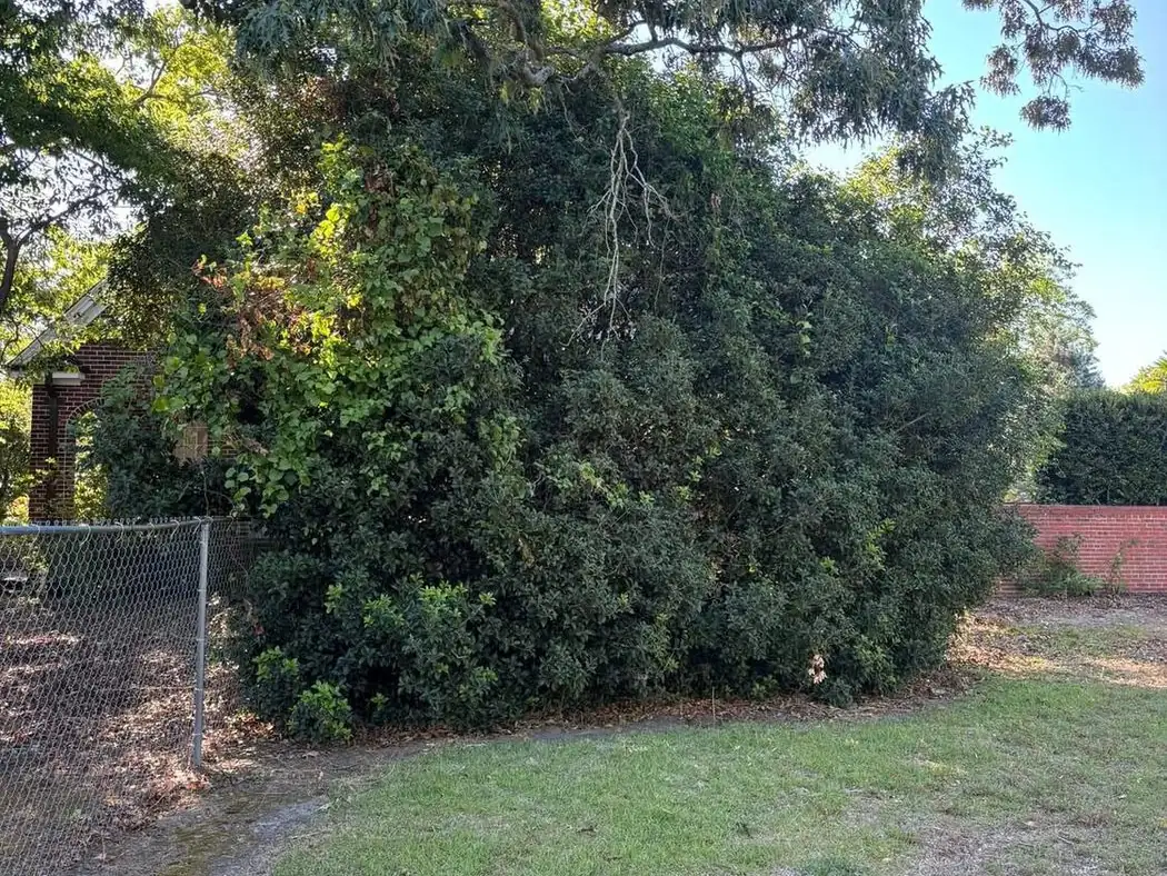 Overgrown brush removed from a yard
